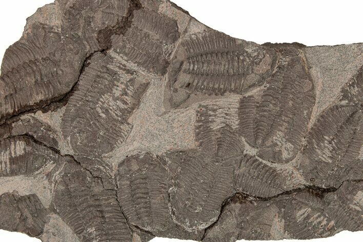 Ordovician Trilobite Mortality Plate - Tafraoute, Morocco #267365